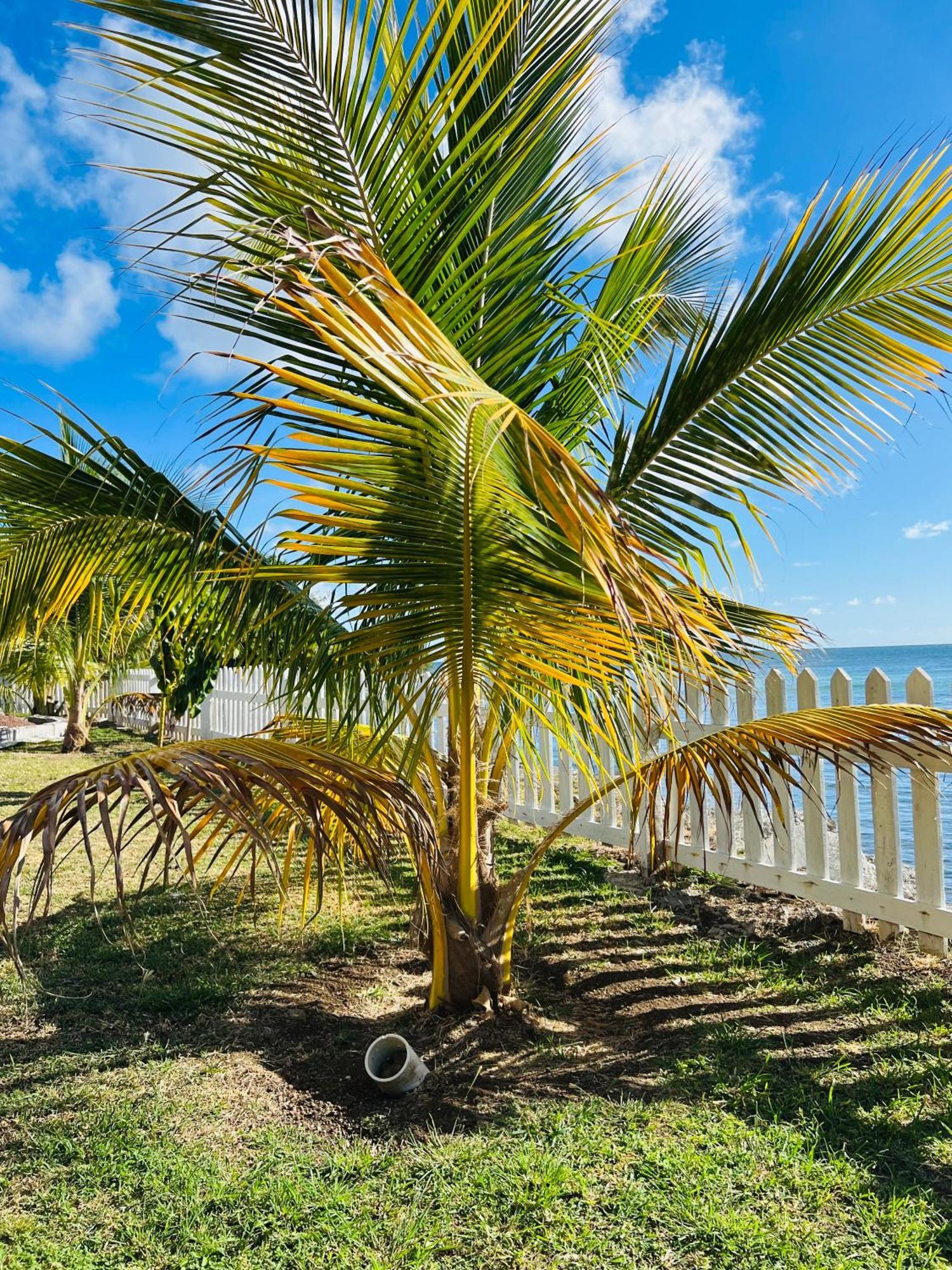 Sealavie Apartments - Grenada St. George's Bagian luar foto